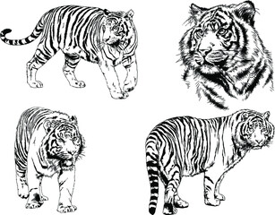 vector drawings sketches different predator , tigers lions cheetahs and leopards are drawn in ink by hand , objects with no background	