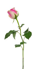 Side view of soft pink rose with off white edges on stem with green leaves. Isolated on a white background.