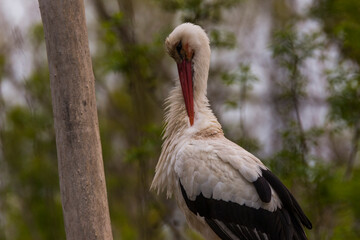 Storks in spring in Aiguamolls De L'Emporda Nature Reserve, Spain