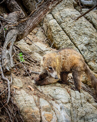Tejón en la roca © Abisai
