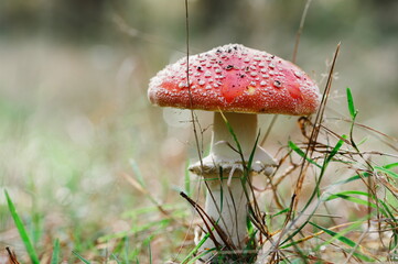 Closeup shot of wild mushrooms in the forest