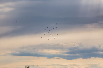Sunset and birds in Aiguamolls De L'Emporda Nature Reserve, Spain