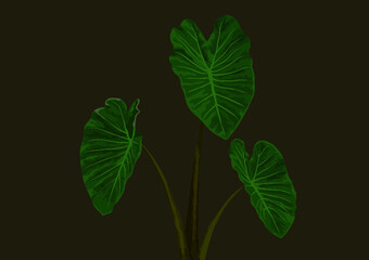Hawaii Taro Leaf Triplet on removable background