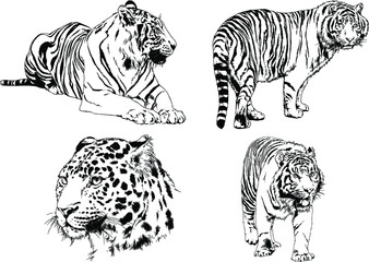 vector drawings sketches different predator , tigers lions cheetahs and leopards are drawn in ink by hand , objects with no background	