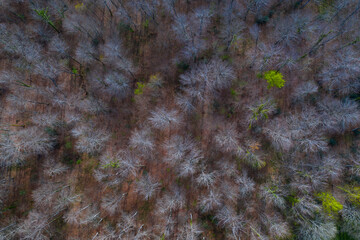 Springtime, Beech forest, Altube, Gorbeia Natural Park, Alava, Basque Country, Spain, Europe