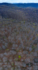 Springtime, Beech forest, Altube, Gorbeia Natural Park, Alava, Basque Country, Spain, Europe