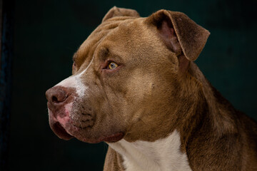 pitbull