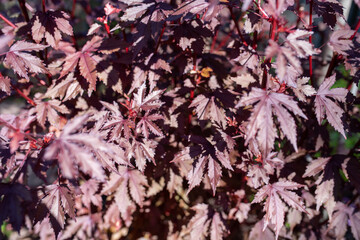 Cranberry Hibiscus flowers and red leaves