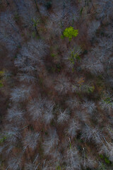 Springtime, Beech forest, Altube, Gorbeia Natural Park, Alava, Basque Country, Spain, Europe