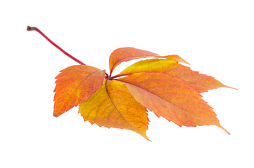 Red autumn leaf isolated on the white