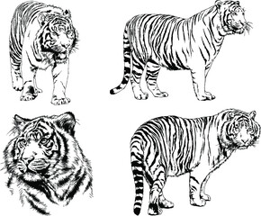 vector drawings sketches different predator , tigers lions cheetahs and leopards are drawn in ink by hand , objects with no background	