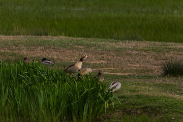 Egyptian goose in Aiguamolls De L'Emporda Nature Reserve, Spain