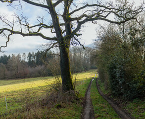 Tree with distinct branches on a hilly countryside during winter in the sun
