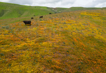 Idyllic California Hillsides Filled with Wildflowers Bloom after