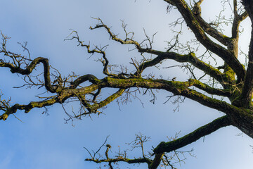 Tree with distinct branches on a hilly countryside during winter in the sun