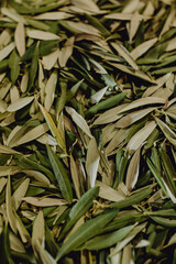 Feuilles d'olivier &agrave; lancer sur les mari&eacute;s