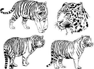 vector drawings sketches different predator , tigers lions cheetahs and leopards are drawn in ink by hand , objects with no background