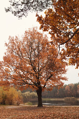 Tree with yellow crown, fallen leaves in autumn forest. Autumn concept, cold weather, sad lonely time