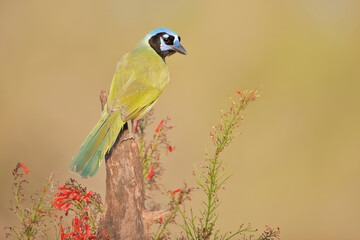 Green Jay (Cyanocorax luxuosus) perched, South Texas, USA