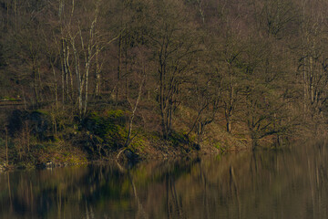 Trees and forests at a lake during midday sunlight in winter