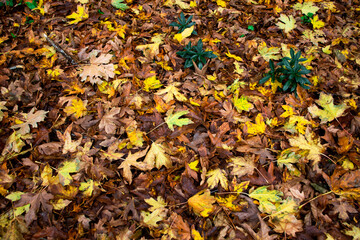 autumn leaves background