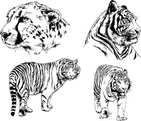 vector drawings sketches different predator , tigers lions cheetahs and leopards are drawn in ink by hand , objects with no background