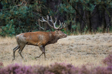 Red deer (Cervus elaphus) stag trying to impress the females in the rutting season  in the forest of National Park Hoge Veluwe in the Netherlands