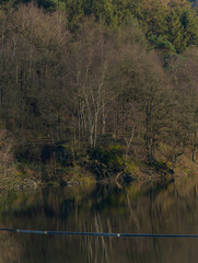 Trees and forests at a lake during midday sunlight in winter
