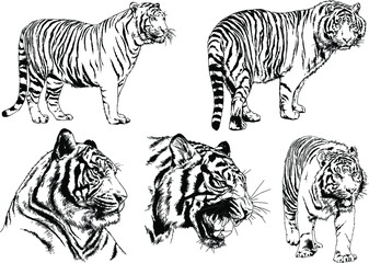 vector drawings sketches different predator , tigers lions cheetahs and leopards are drawn in ink by hand , objects with no background