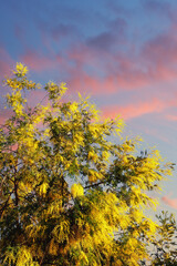 Acacia dealbata tree with bright yellow flowers against the sunset sky