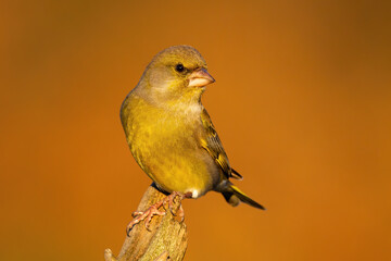 European greenfinch, chloris chloris, looking on trunk in autumn nature. Feathered little animal observing on wood in fall. Yellow bird looking in orange environment.