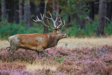 Red deer (Cervus elaphus) stag trying to impress the females in the rutting season  in the forest of National Park Hoge Veluwe in the Netherlands