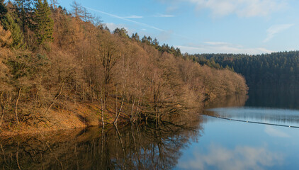 Trees and forests at a lake during midday sunlight in winter