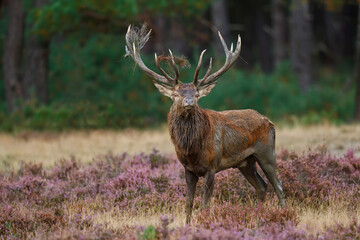 Red deer (Cervus elaphus) stag trying to impress the females in the rutting season  in the forest of National Park Hoge Veluwe in the Netherlands