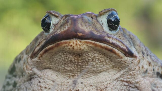 Portrait einer gro&szlig;en Agakr&ouml;te, Bufo marinus, seitlich, frontal, Auge, mehrere Einstellungen, 50fps