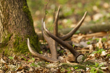 Obraz premium Red deer shed fallen down on leaves by a tree in forest. Close-up of antler from male animal wildlife lying on the ground in spring nature with shallow depth of field.