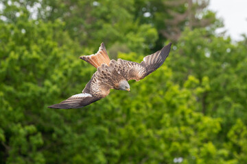 Ein freigestellter Rotmilan im Sturzflug