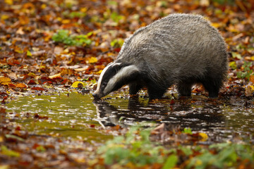 European badger, meles meles, standing on marsh in autumn nature. Black and white thirsty beast drinking from splash on leaves in fall. Striped mammal looking to the water on foliage.