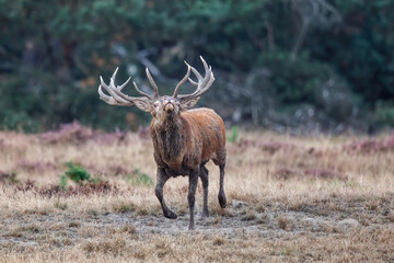 Red deer (Cervus elaphus) stag trying to impress the females in the rutting season  in the forest of National Park Hoge Veluwe in the Netherlands