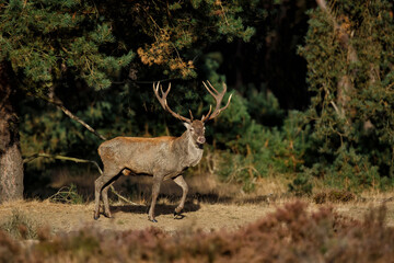 Red deer (Cervus elaphus) stag trying to impress the females in the rutting season  in the forest of National Park Hoge Veluwe in the Netherlands