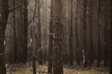 Bald Pine woods in Fall near Groß Köris, Germany © Cavan