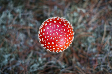 Young Fly Amanita in the woods near Groß Köris, Germany.