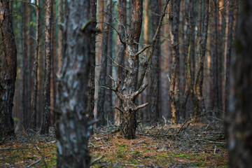 Pine Forest in Fall in Germany