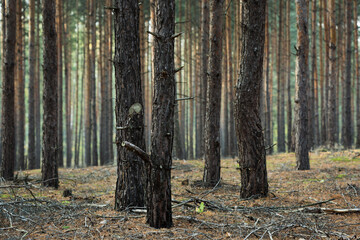 Bald Pine woods in Fall near Groß Köris, Germany