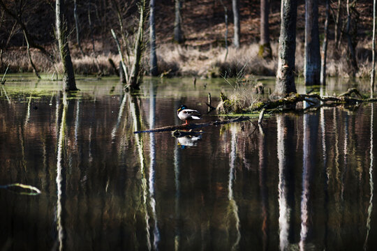 Drake sitting on a fallen tree in lake in spring near Berlin, Germany
