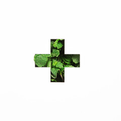 Plus summation sign or cross of green natural mint, cut paper isolated on white. Menthol peppermint font