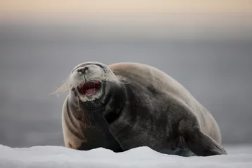 Photo sur Plexiglas Sceau barbu Phoque barbu, Svalbard, Norvège
