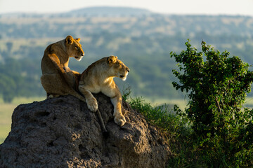 a lioness and her cub scans the horizon from a mound of earth © Cavan