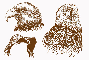 Vector sepia set of eagles ,vintage background, bird , illustration