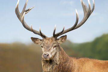 Close-up of a red deer stag against blue sky